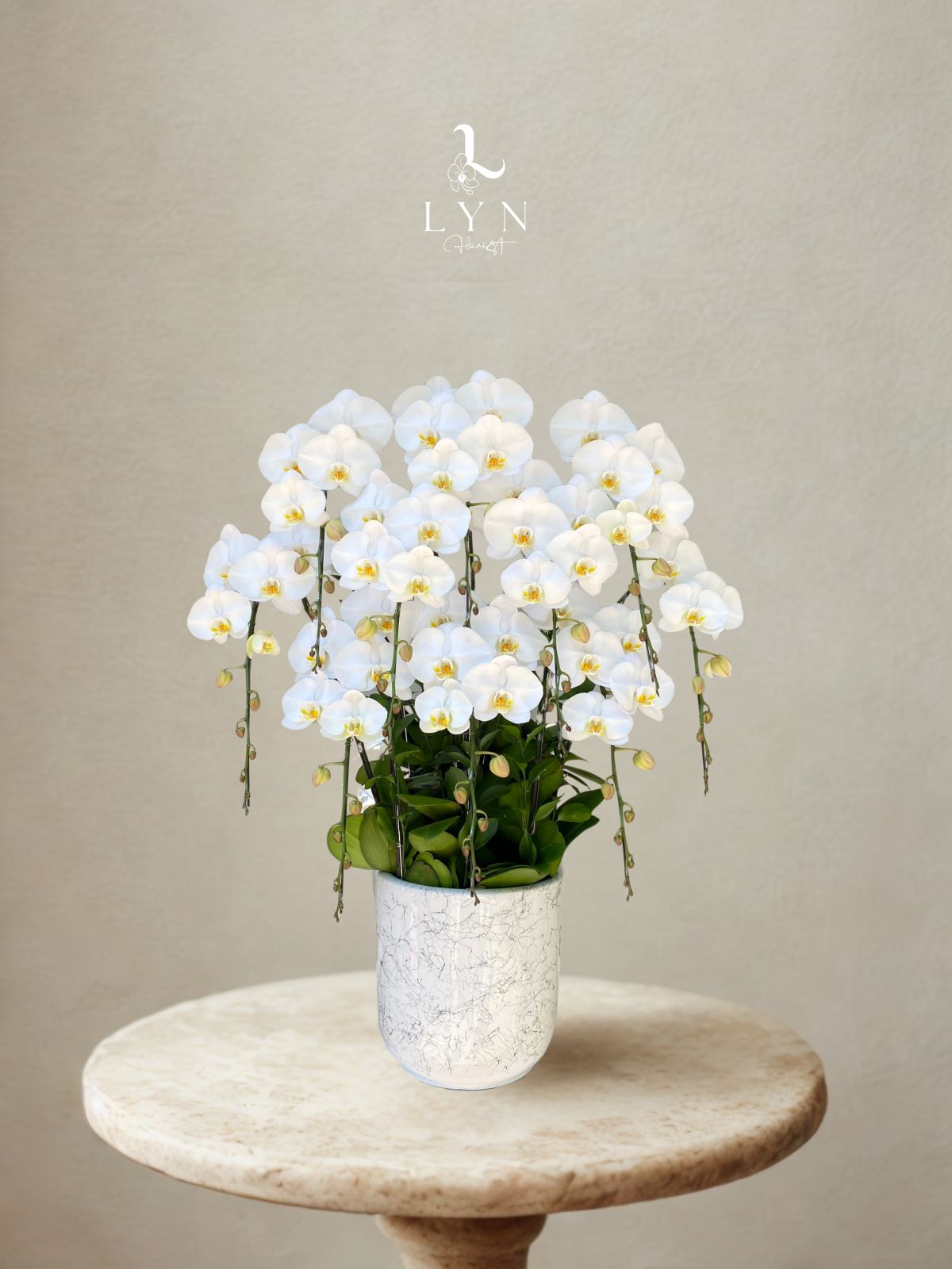 Chậu Hoa Lan Trắng